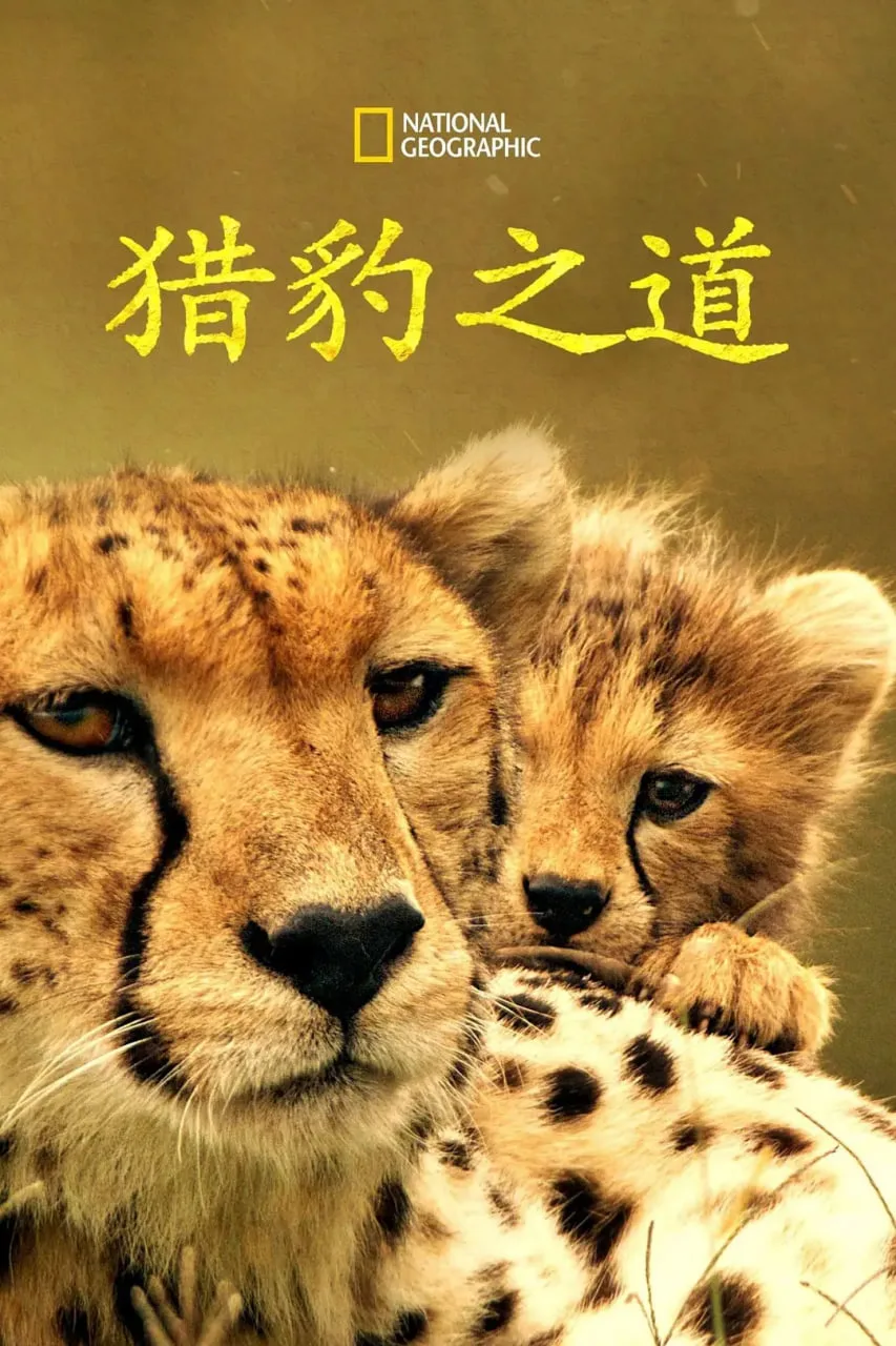 猎豹之道海报